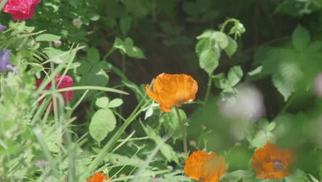 Orange-Poppy-Swaying-In-The-Wind-Surrounded-By-Wild-Vegetation,-Slow-Motion
