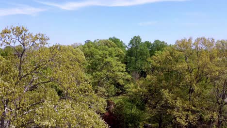 Luftaufnahme-Zum-Himmel-Durch-Die-Baumwipfel-In-Der-Nähe-Von-Winston-Salem,-North-Carolina