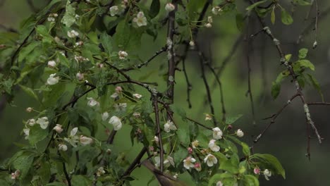 Philadelphia-Vireo-On-A-Blossoming-Apple-Branch