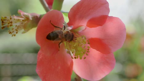Biene-Gräbt-Sich-In-Japanische-Quittenblüten,-Um-Nektar-Zu-Bekommen,-Zeitlupe