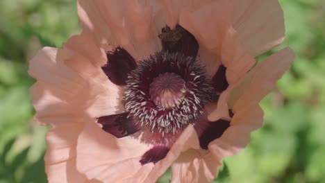 Busy-Foraging-Bees-Crawling-Inside-Of-Pale-Pink-Poppy-Flower