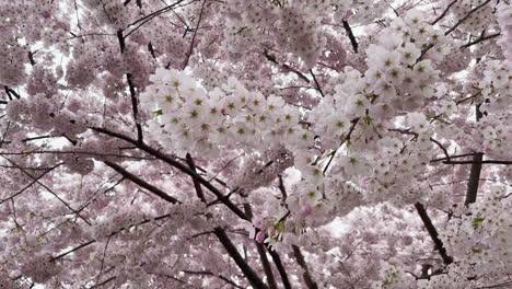 Ein-Baum-Voller-Kirschblüten