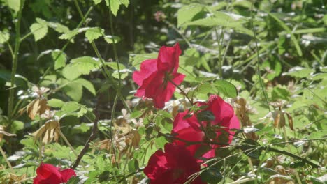 Rote-Rosenblüten,-Bedeckt-Mit-Spinnennetzen,-Die-Das-Sonnenlicht-Reflektieren