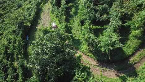 Aerial-shot-bird-eye-view-of-people-harvesting-in-vineyards,-rural-work-in-the-green-vines-collecting-grapes