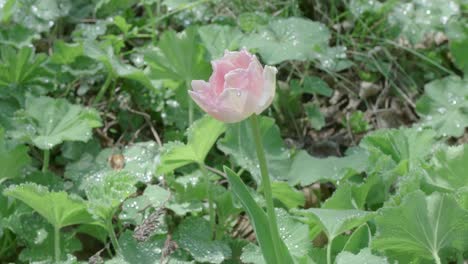 Muñeca-En-Un-Tulipán-Rosa-Claro-Mojado-Por-La-Lluvia,-Fondo-Del-Jardín