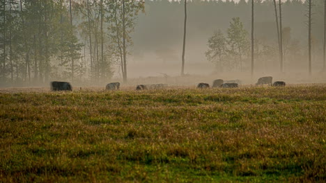 Time-lapse-shot-showing-herd-of-grazing-cows-on-mystic-foggy-farm-field-in-countryside