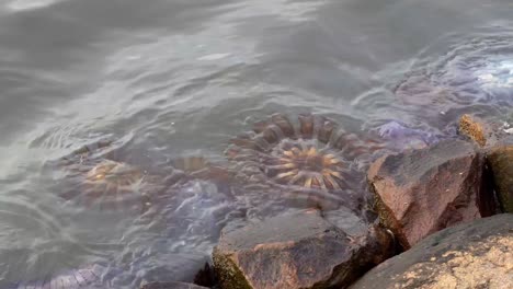 Verdaderas-Medusas-Quedan-Varadas-En-La-Orilla