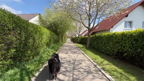 Wide-pov-shot-of-walking-the-dog-through-a-small-beautiful-neighborhood