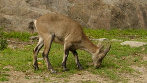 Intimadating-Alpine-Ibex-wild-goat-at-Quebec-Canada