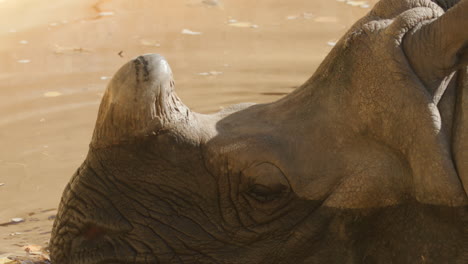 Ein-Nashorn-Trinkt-Und-Schwimmt-Im-Wasser-Seines-Zoogeheges