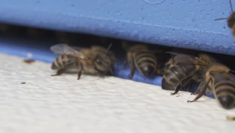 Bienen-Kehren-In-Einem-Bienenstock-Zu-Ihrem-Volk-Zurück