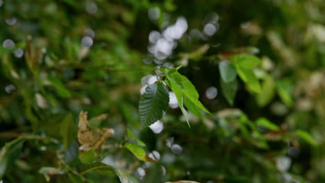 Close-up-on-leaves-blowing-in-breeze-in-green-tree-during-summer