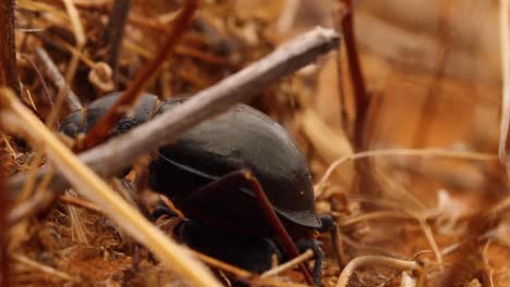 Toktokkie-beetles-tapping-on-the-ground