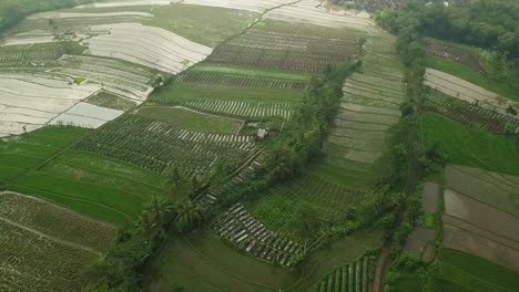 Flight-over-of-Tonoboyo-rice-field,-Magelang,-Indonesia