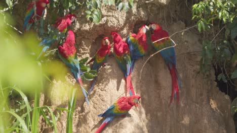 Scarlett-Macaws-perched-on-Chuncho-Clay-Lick,-Tambopata-National-Reserve
