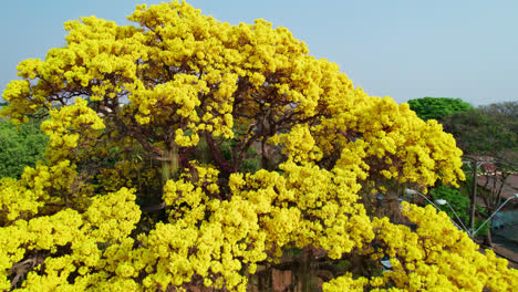 Aerial-flying-backwards-revealing-golden-trumpet-tree,-Brazil