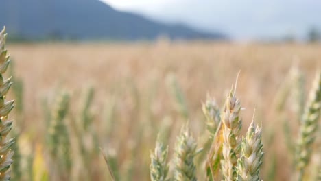 Close-up-of-ripe-wheat-stalks-in-windless-cornfield