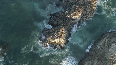 Sea-Lions-On-The-Rock,-In-The-Nature-Sanctuary,-Coast-Of-Cobquecura,-Chile---aerial-top-down