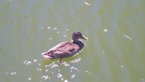 Duck-swimming-in-pond-on-a-hot-day