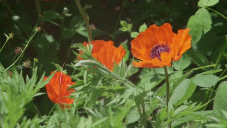 Poppies-moving-in-slow-motion-in-a-field-on-a-sunny-day