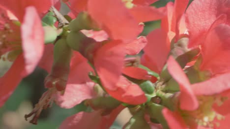Japanese-Quince-Flowers-Moving-In-And-Out-Of-Focus-In-The-Wind,-Slow-Motion