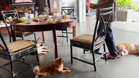 Cute-Pet-Dogs-Sitting-by-Family-Dining-Table-at-Home