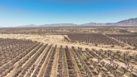 Cinematic-drone-shot-of-pecan-orchard,-wide-drone-shot-with-mountains-in-the-distance