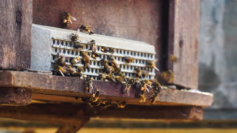 Vergrößern-Sie-Die-Ansicht,-Wie-Arbeitsbienen-Mit-Nektar-In-Den-Bienenstock-Eindringen