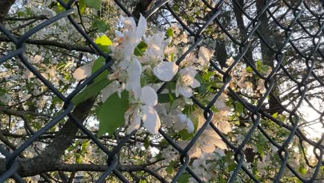white-flowers-through-chain-link-fence