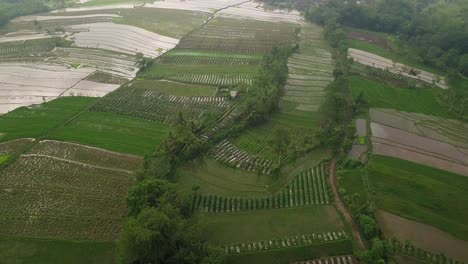 Flight-over-of-tropical-rice-field,-Magelang,-Indonesia