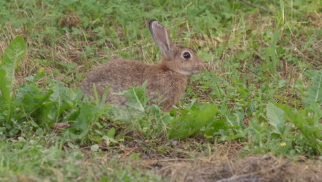 Wild-European-Rabbit-Oryctolagus-cuniculus-eating-grass