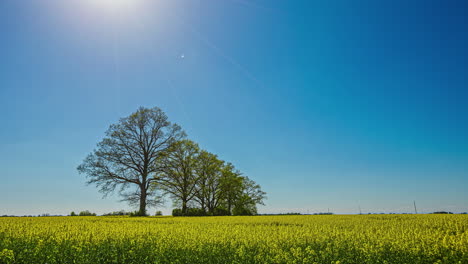 Timelapse-shot-of-beautiful-yellow-rapeseed-flowers-against-blue-sky-with-trees-in-the-centre-at-daytime