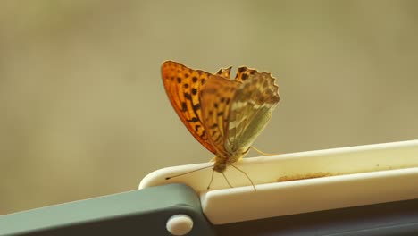 Orangefarbener,-Silbergewaschener-Fritillary-Schmetterling,-Der-Mit-Flügeln-Auf-Einem-Korb-In-4K-Zeitlupe-Schlägt