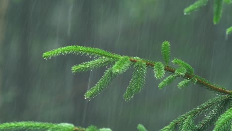 Lush-Green-Spruce-Branch-Getting-Wet-From-The-Rain
