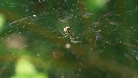 Nahaufnahme-Einer-Spinne-In-Ihrem-Netz,-Die-Spinnenseide-Produziert