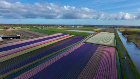 Aerial-Drone-Shot-of-Beautiful-Colorful-Tulips