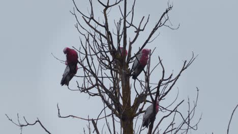 Muchos-Pájaros-Galah-Sentados-En-La-Parte-Superior-De-La-Rama-De-Un-árbol