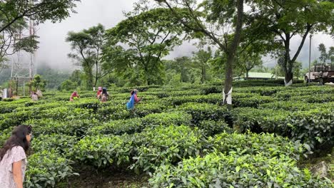 Tea-Plantation-workers-plucking-tea-leaves-in-Darjeeling,-Tea-harvesting-in-India