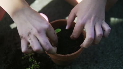 Video-shows-a-woman-placing-a-plant-sprout-in-a-messy-pot's-soil