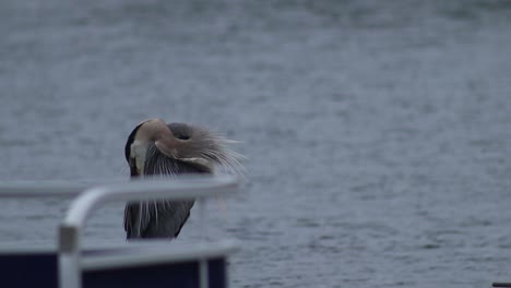 Great-blue-heron-near-Lake-Martin-Alabama