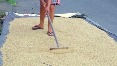 Manueller-Trocknungsprozess-Von-Reiskorn-Auf-Der-Straße