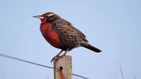 A-Long-tailed-Meadowlark-perching-on-a-post-in-a-windy-day,-sunset-light