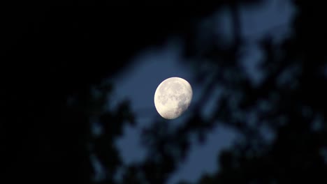 Static-video-of-the-moon-through-tree-branches