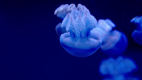 Grupo-De-Pequeñas-Medusas-Azules-Nadando
