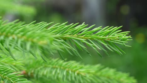 Push-In-On-Delicate-Spruce-Tree-Twig