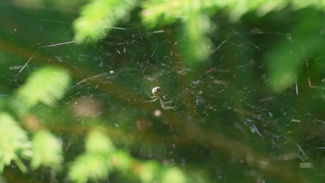 Sheet-Weaver-Spider-Sitting-In-Its-Web,-The-Web-Reflecting-Sunlight