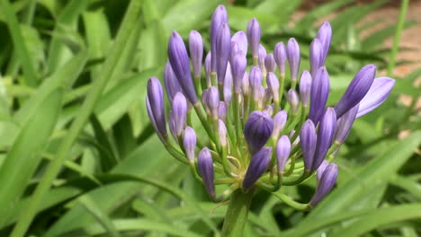 Close-up-of-a-lilac-leek-flower,-with-a-blurred-background-of-green-leaves