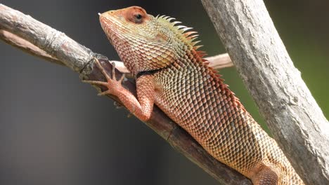 Lizard-in-tree---red---eyes---waiting-for-pry
