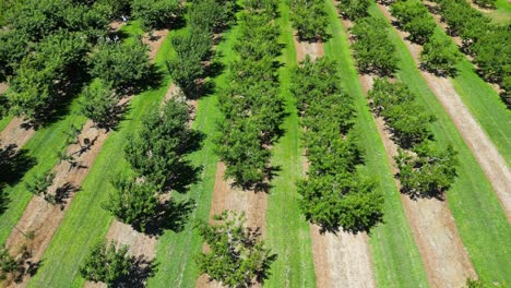 Aerial-establishing-shot-of-orchard-rows-in-public-fruit-cherry-picking-farm