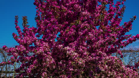 Wind-Weht-Auf-Japanischem-Blühenden-Zierapfelbaum-Vor-Blauem-Himmel